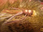 Rubber Tail Bass Bug