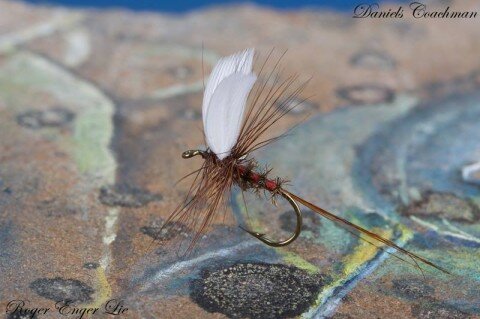 Tied by Roger Enger Lie - Daniels Coachman